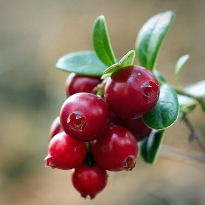 Cranberry em leite fermentado combate infecção urinária com eficácia promissora