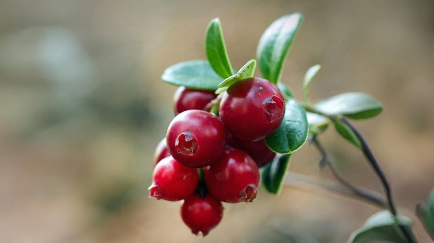 Cranberry maduro, de cor vermelha, com folhas verdes, fundo desfocado. (Foto: USP Imagens)