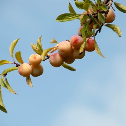 Mirabel: a fruta rara que encanta a Galícia por apenas três semanas ao ano