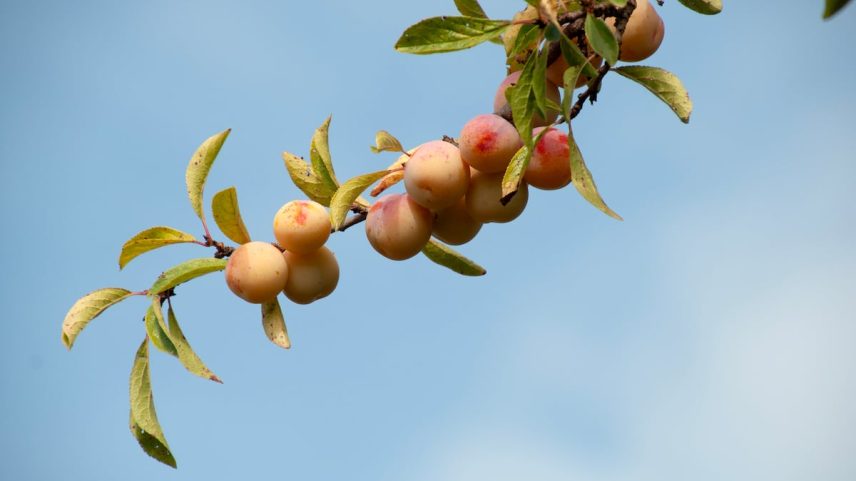 Mirabeles na árvore, no vale O Rosal (Pontevedra). (Foto: Zaira Rodríguez)