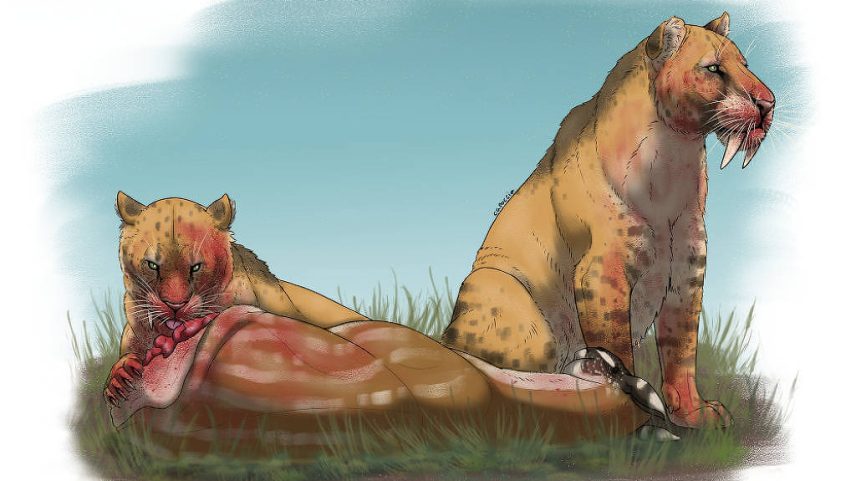 Dentes-de-sabre do gênero Smilodon devoram presa; com menos herbívoros para predar, houve perda de diversidade até a extinção (Foto: Felipe Capoccia/Unicamp)