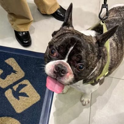 Cão é esquecido em secadora de pet shop e passa por situação extrema na Barra