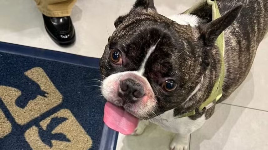 O buldogue Barthô, de 7 anos, esquecido em uma máquina secadora na petshop (Foto: Divulgação)