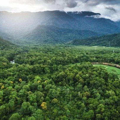 Nestlé e Re.green plantam 3,3 milhões de árvores nativas na Mata Atlântica