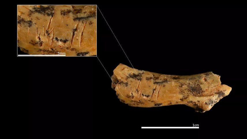 Marcas de corte na vértebra cervical de uma criança (Foto: Reprodução/IPHES-CERCA)