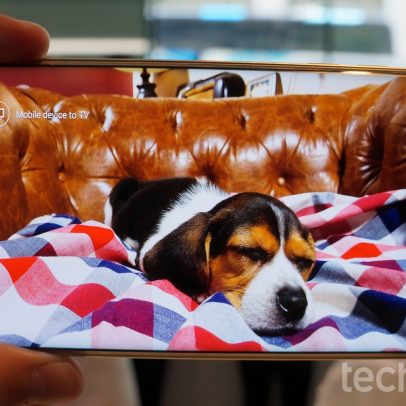 Cachorros e gatos reconhecem vozes humanas por meio de celulares, revela estudo