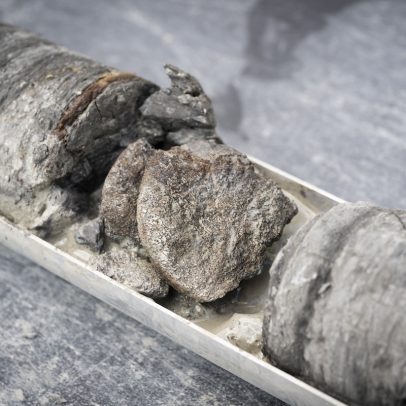 Museu de Denver encontra fóssil de 67,5 milhões de anos em estacionamento