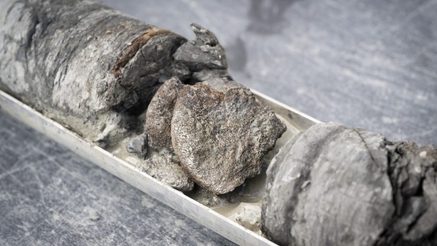 Vertebra de ornithopoda da Formação Denver, a 763 pés de profundidade no furo de sondagem do City Park, no estacionamento do Denver Museum of Nature and Science. (Foto: Denver Museum of Nature and Science)