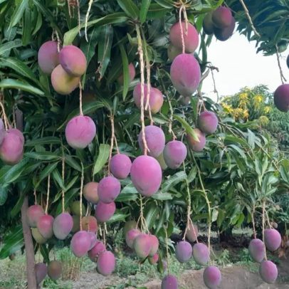 Tarifa de Trump ameaça mercado de mangas brasileiras e pode causar prejuízos