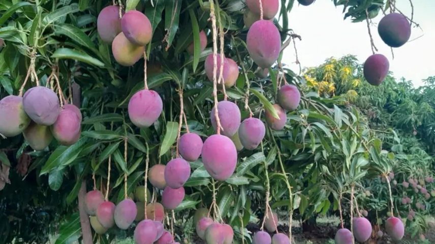 Mangas tommy que iriam para os EUA estão na árvore em Casa Nova, Bahia — Foto: Hidherica Torres/Acervo Pessoal