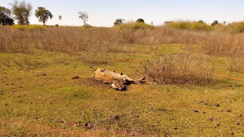Polícia investiga morte de 80 cabeças de gado por fome em Goiás; outros 200 animais estão 'à beira da morte' (Foto: Divulgação/Agrodefesa)