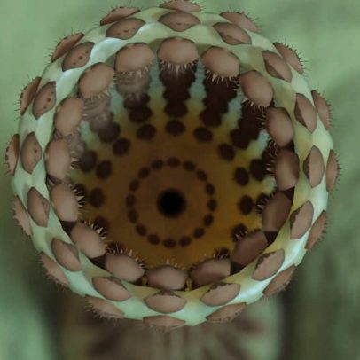 Verme fossilizado revela que Grand Canyon era um centro de evolução vibrante