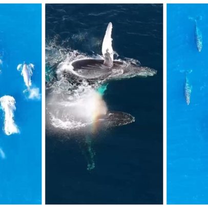 Grupo de baleias jubarte encanta turistas em Arraial do Cabo com nado majestoso