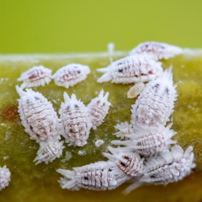 Cochonilha ameaça suas plantas; veja como exterminar essa praga eficazmente