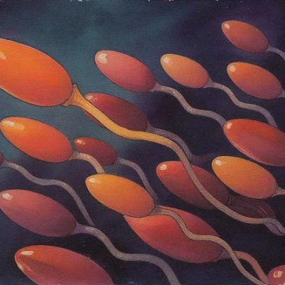 Falta de proteína na gestação pode afetar a saúde dos espermatozoides masculinos