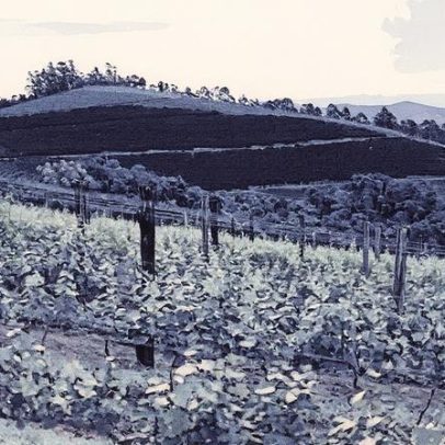 Vinícolas do Rio de Janeiro lançam corrida para impulsionar o enoturismo