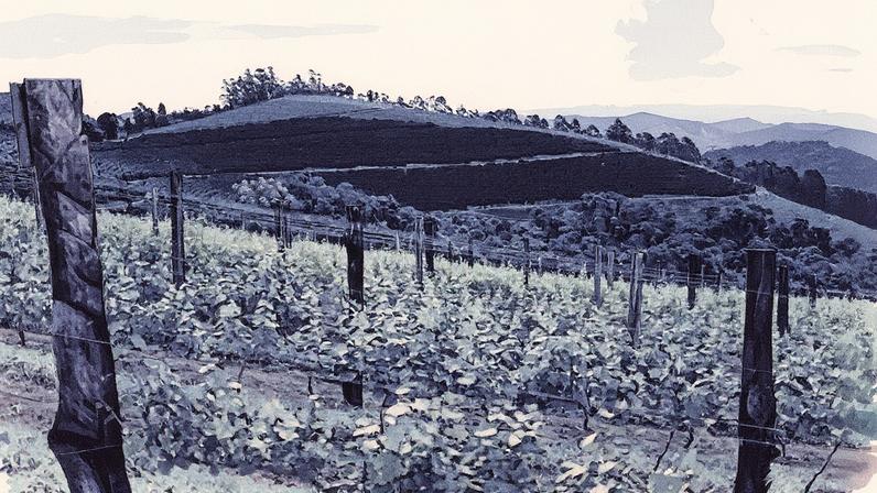 Vinhedos da Tassinari: vinícola receberá primeira corrida no Estado no Rio de Janeiro (Foto: Divulgação)