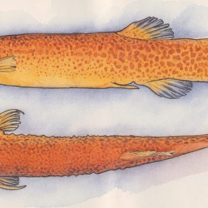 Cientistas brasileiros revelam bagres que escalam cachoeiras em busca de alimento