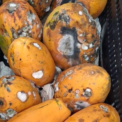 Prefeitura de SP cancela contrato com empresa de merenda após denúncias de irregularidades