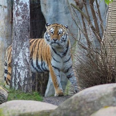 Zoológico na Alemanha decide sacrificar filhotes de tigre rejeitados pela mãe
