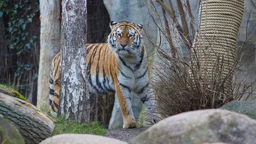 Zoológico alemão sacrifica três filhotes de tigre abandonados pela mãe (Foto: Reprodução/Zoo Leipzig)