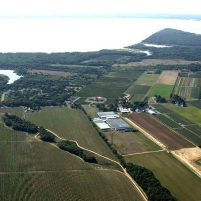 Vinhos de Nova York conquistam o mercado internacional com qualidade e sabor