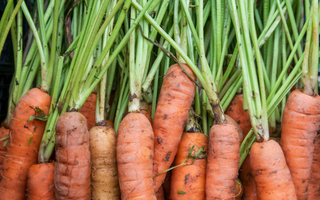 É hora de colher cenouras no ponto certo para evitar que fiquem fibrosas