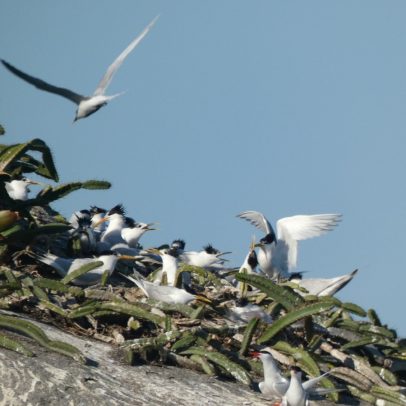 Aves migratórias em Paraty revelam hábitos surpreendentes em novo projeto de pesquisa