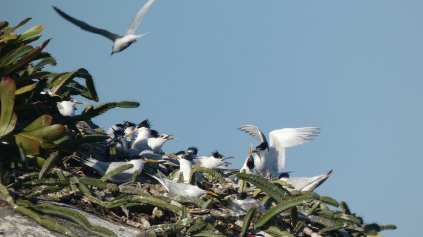 Pesquisa na Baía de Paraty sobre aves que circulam na América do Sul abastece site de Universidade no exterior (Foto: Divulgação)