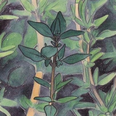 Plante tomilho em casa e tenha sempre tempero fresco à disposição