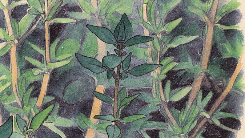 Tomilho em solo seco, evidenciando sua preferência por condições de cultivo que não sejam encharcadas (Foto: Reprodução)