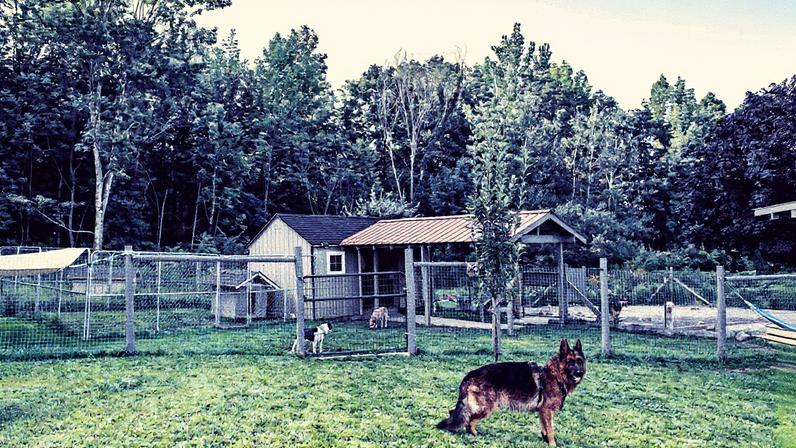 Anastasia's Acres Dog Boarding (Foto: Reprodução)