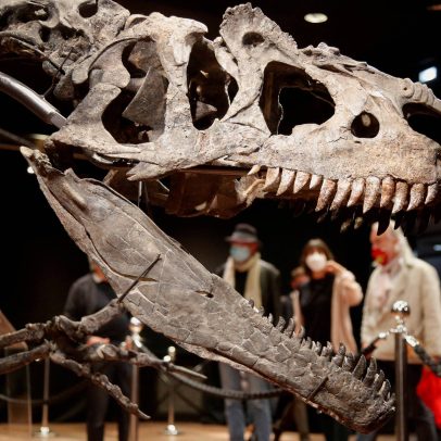 Dinossauros carnívoros próximos ao T. rex tinham 'mordida fofa', revela estudo