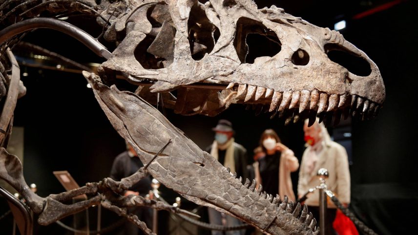 Esqueleto de um espécime de Allosaurus de 150 milhões de anos que viveu na região que hoje é o estado de Wyoming, nos EUA (Foto: Charles Platiau - 13.out.2020/Reuters)