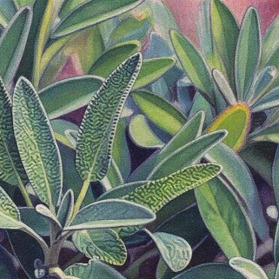 Planta comum no quintal melhora a memória e alivia ondas de calor