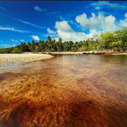 Megaexposição 'Manguezal' destaca a importância dos ecossistemas antes da COP30