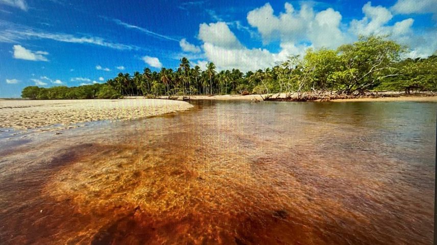 Manguezal: exposição em outubro (Foto: Divulgação/Enrico Maroni)