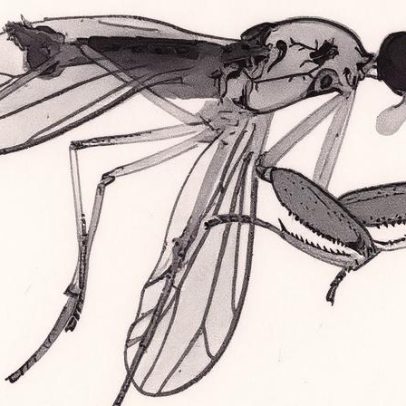 Pesquisadores identificam nova mosca que controla população de mosquito borrachudo