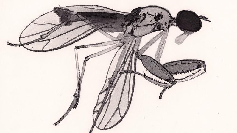 Nova espécie de mosca, Hemerodromia mystica, descoberta no Parque da Pedra Branca (Foto: Reprodução)