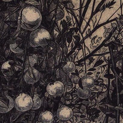 Greening atinge 47,6% das laranjeiras em SP e MG, mas crescimento desacelera