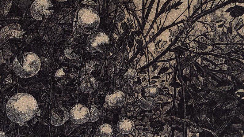 Produção de café no Brasil apresenta queda e IBGE antecipa desafios para a safra de 2025 (Foto: Reprodução)