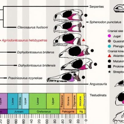 Lepidosauro mais antigo revela adaptações alimentares surpreendentes da espécie