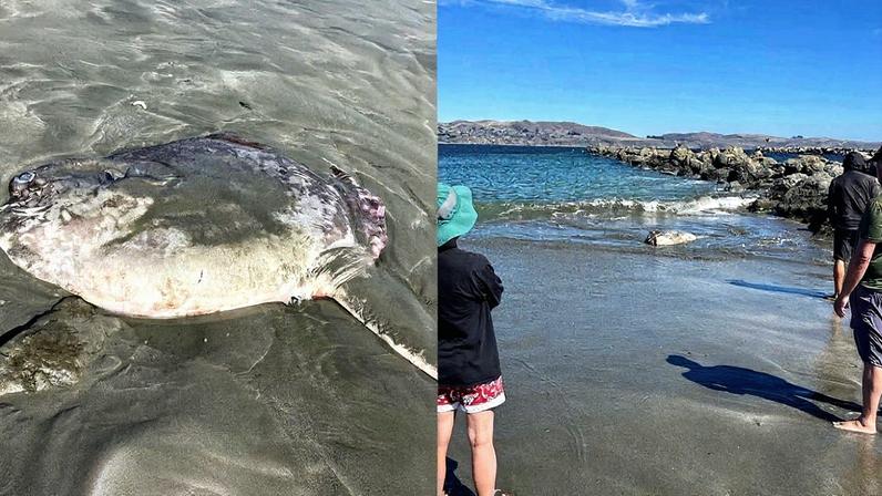 Animal foi visto no domingo (7) (Foto: Reprodução)