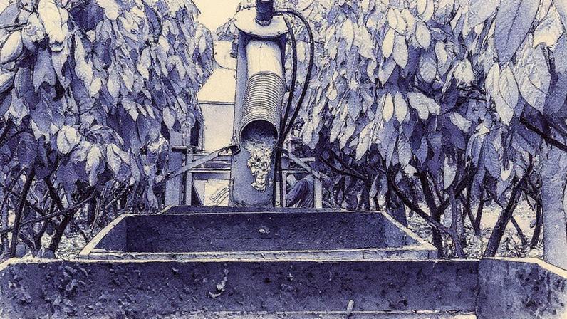 Setor cacaueiro brasileiro busca aumentar a produtividade para alcançar a autossuficiência (Foto: Reprodução)