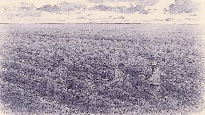 A SLC Agrícola implementa práticas de agricultura regenerativa em suas operações (Foto: Reprodução)