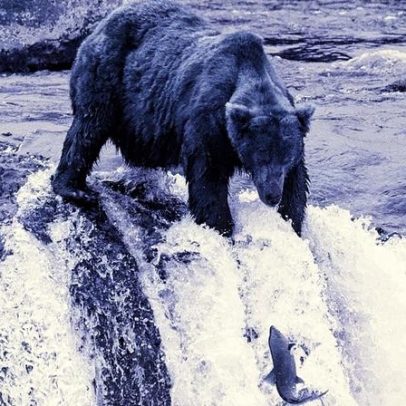 Votação inicia para escolher o urso mais gordo da Fat Bear Week