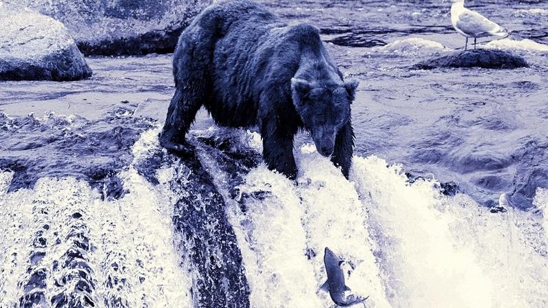 Um grande urso pardo pesca salmões que saltam (Foto: Reprodução)