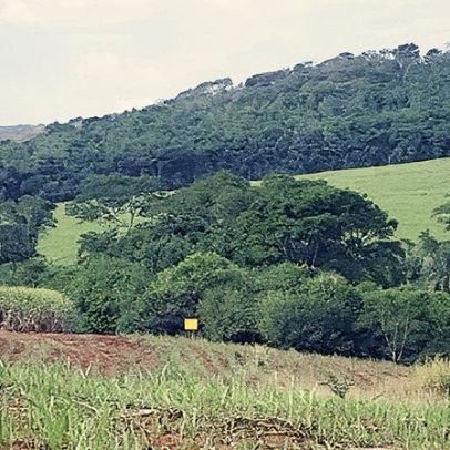 Estudo revela limites e sugere novas abordagens para restaurar a Mata Atlântica