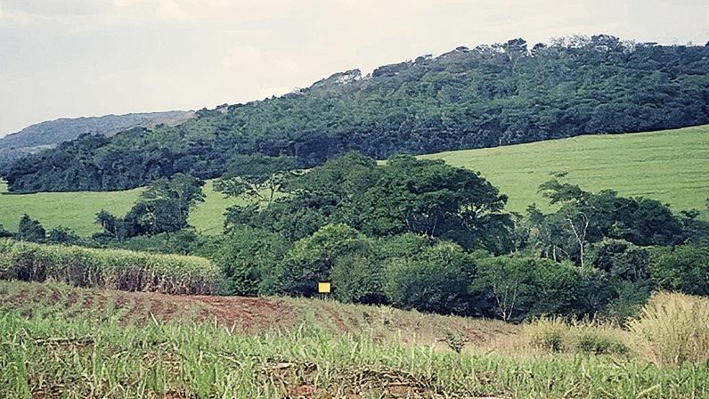 Vista da região estudada, evidenciando a integração parcial das áreas replantadas ao mosaico de fragmentos nativos (Foto: Reprodução)