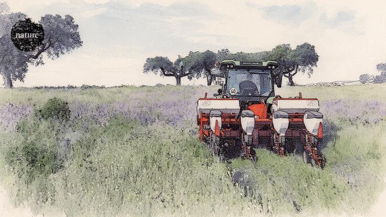 Herberto Brunk planta sementes de girassol em meio a uma cultura de cobertura com diversas plantas que ajudam a proteger o solo em sua fazenda em Portugal (Foto: Reprodução)